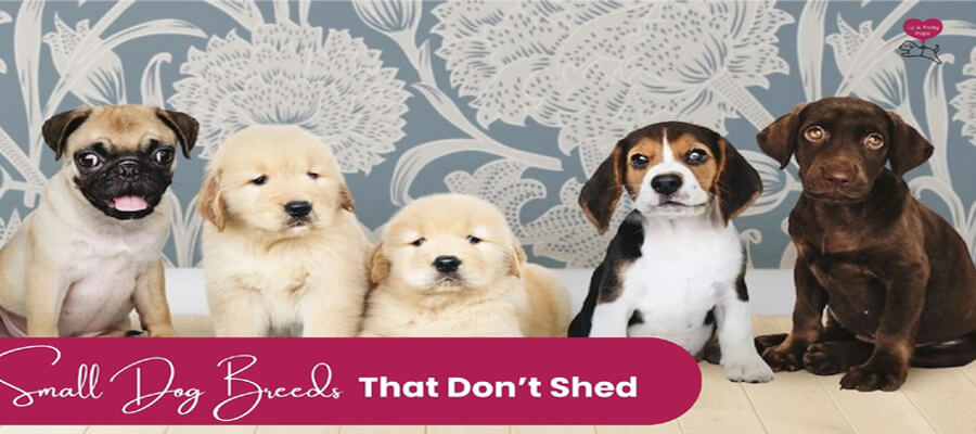 Dog Breeds with the Lowest Shedding: Perfect for Clean Homes